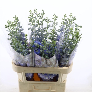 Delphinium double Aurora Light Blue