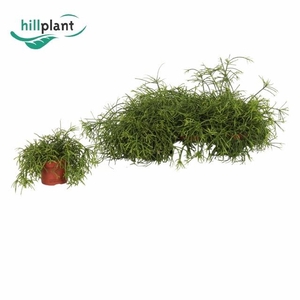 RHIPSALIS BA OASIS