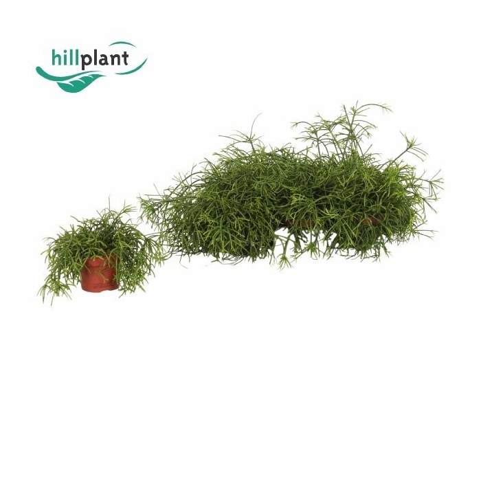 <h4>RHIPSALIS BA OASIS</h4>