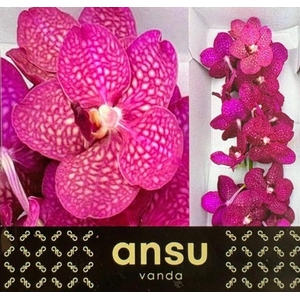 Vanda fuchsia magic