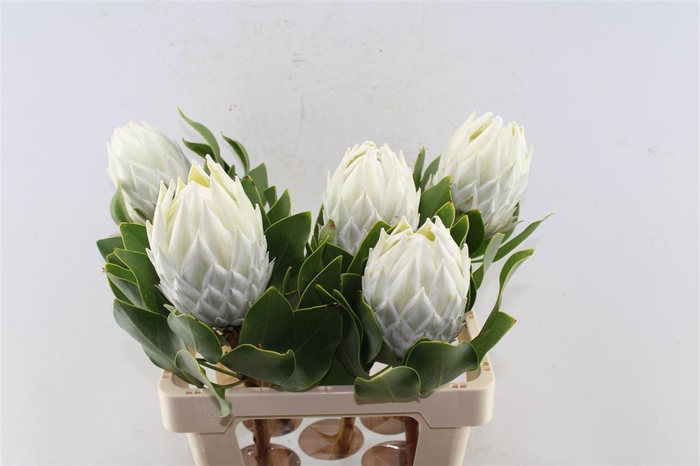 <h4>Protea Cy Arctic Ice</h4>