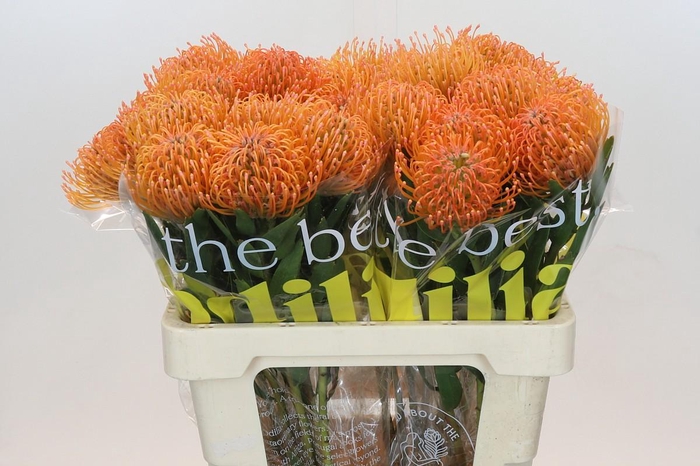 <h4>Nutans Ayoba Peach</h4>