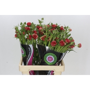 Ranunculus Moderna Allegria