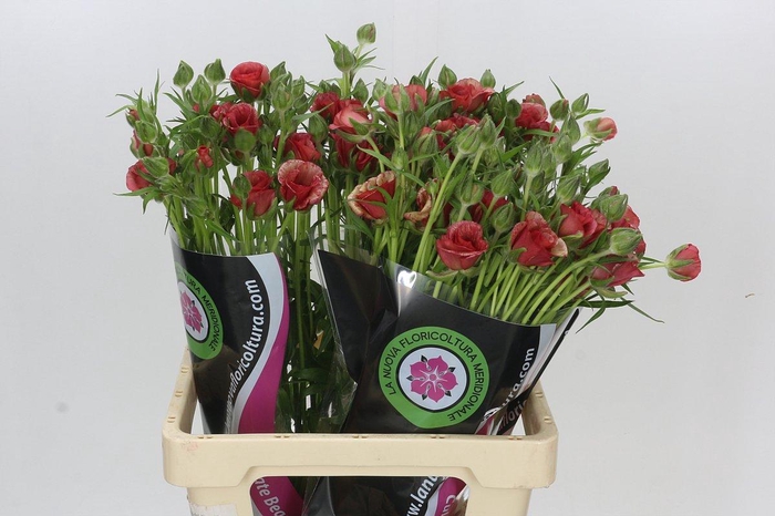 <h4>Ranunculus Moderna Allegria</h4>