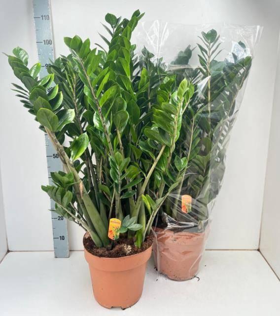 <h4>ZAMIO ZAMIIFOLIA</h4>