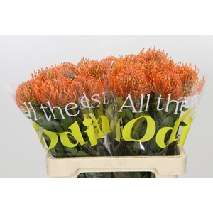 Nutans Ayoba Mandarin Zest