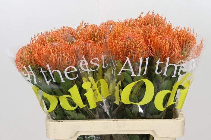 <h4>Nutans Ayoba Mandarin Zest</h4>