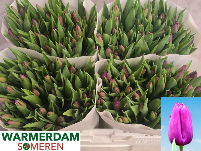 <h4>TU EN PURPLE PRINCE</h4>