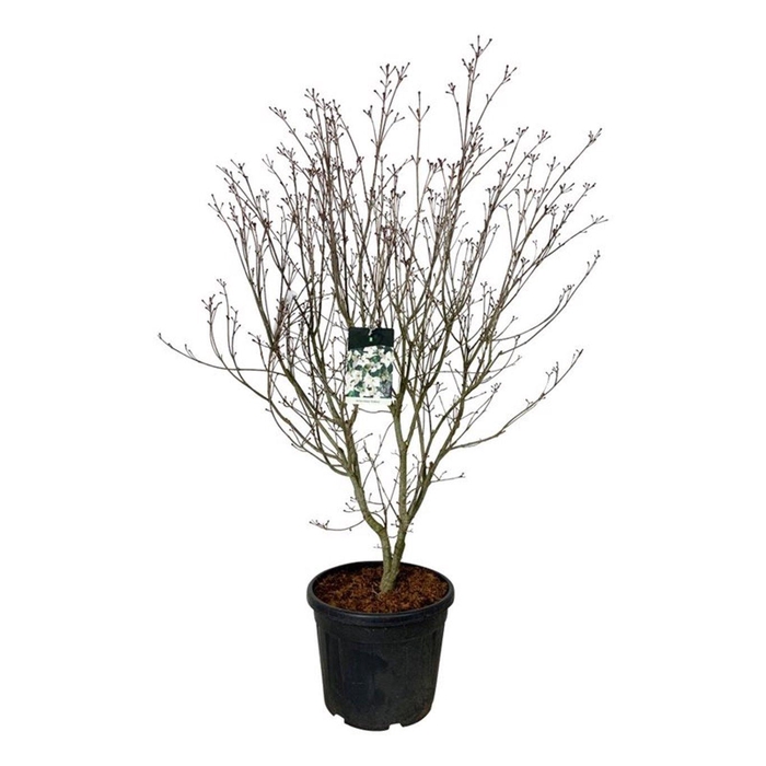 <h4>Cornus kousa 'Teutonia'</h4>