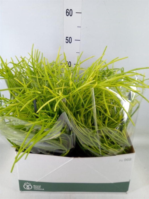 <h4>Rhipsalis   ...</h4>