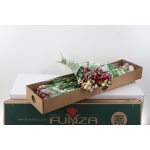 Di Tr Rainbow  x20 Box