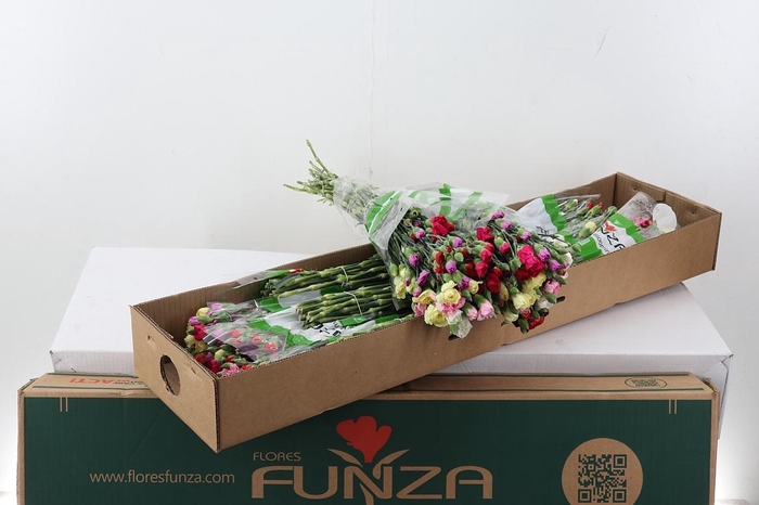 <h4>Di Tr Rainbow  x20 Box</h4>