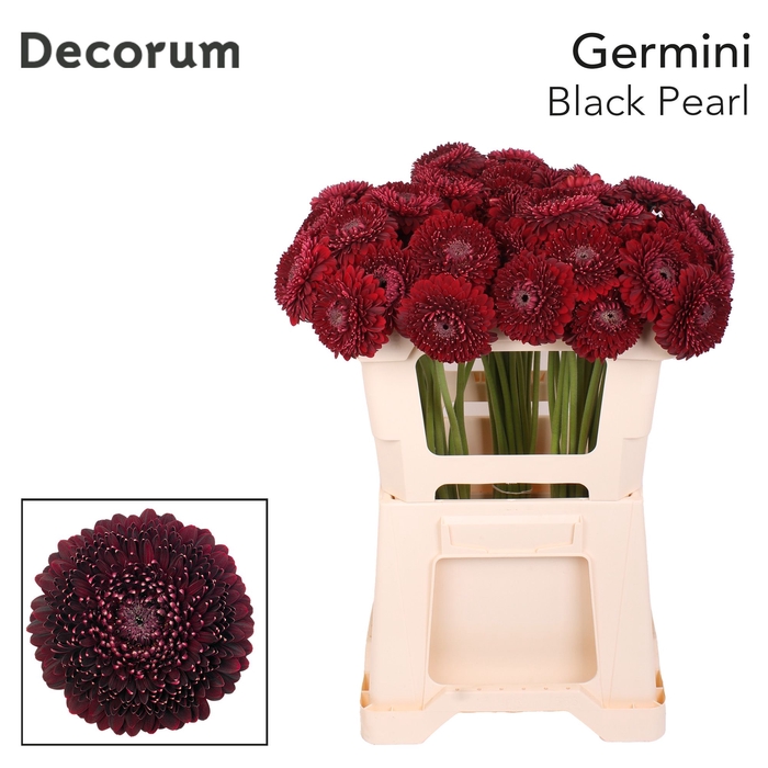 <h4>Germini Pomponi Black Pearl Water</h4>