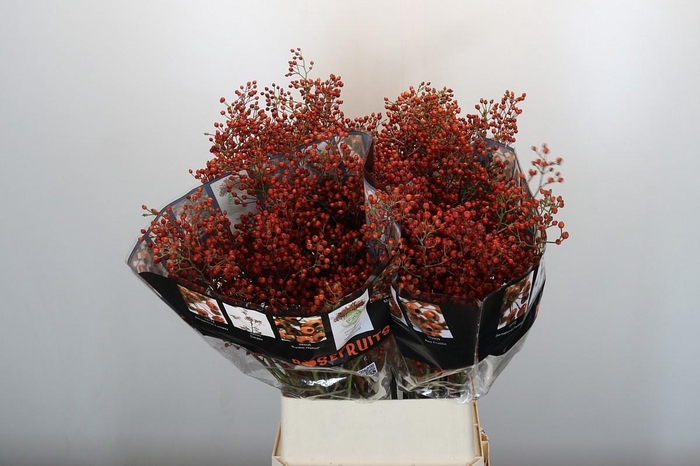 <h4>ROSA ROSEFR ELITE</h4>