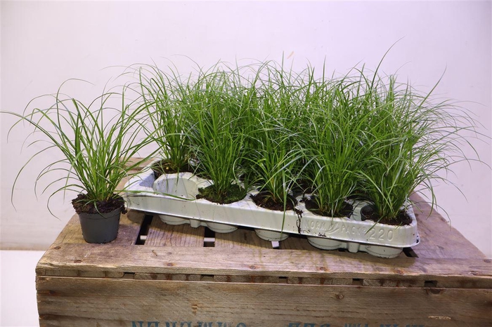 <h4>arr8 Carex Brunnea</h4>