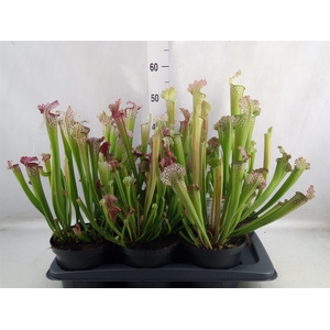 Sarracenia   ...