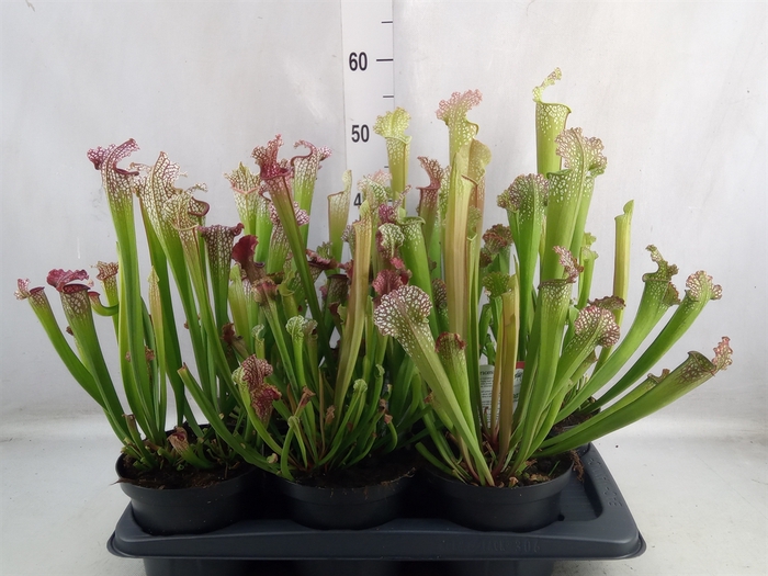 <h4>Sarracenia   ...</h4>