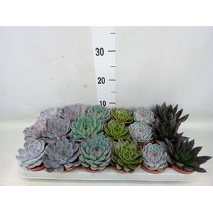 Echeveria   ...mix