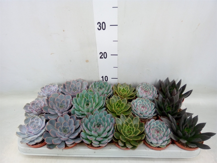 <h4>Echeveria   ...mix</h4>