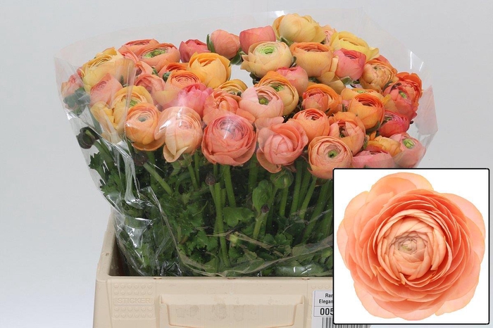 <h4>RAN EL SALMON</h4>