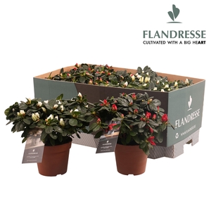 Azalea Flandresse® 'mix tray rood & wit' 22 - 25 cm