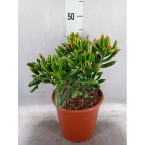 Crassula ovata 'Horn Tree'