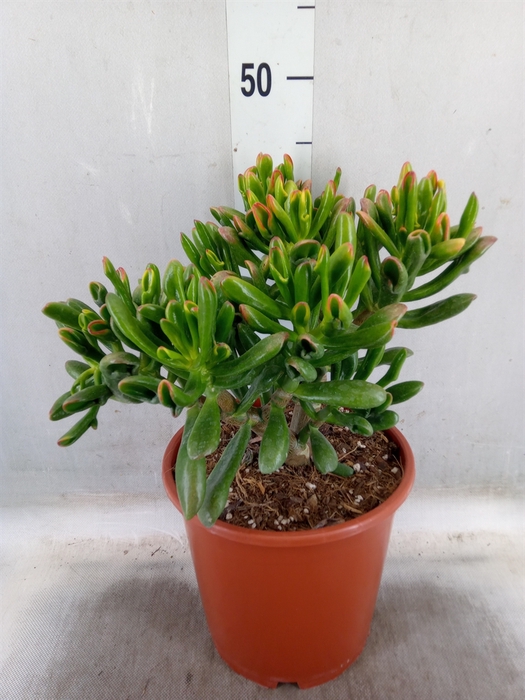 <h4>Crassula ovata 'Horn Tree'</h4>