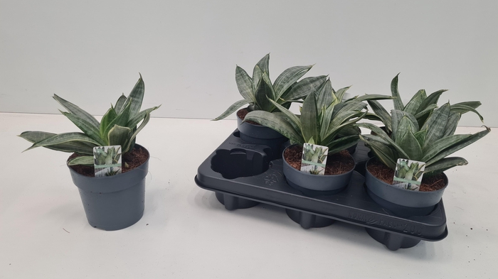 <h4>SANSEV HAHNII</h4>