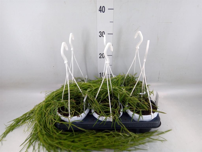 <h4>Hoya linearis</h4>