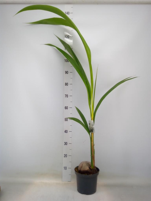 <h4>Cocos nucifera</h4>