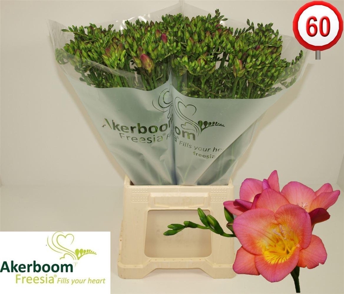 <h4>Fr En Wonderful Pink</h4>