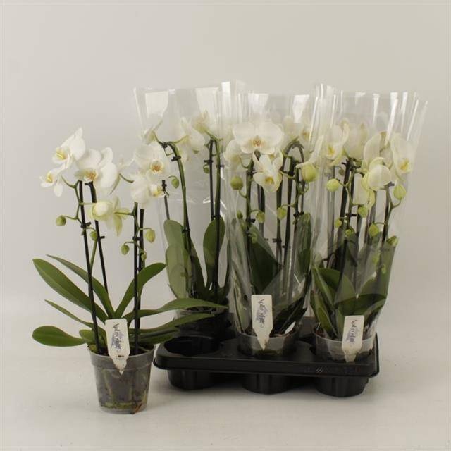 <h4>PHAL EL CASCADE</h4>