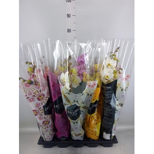 Phalaenopsis   ...mix  6
