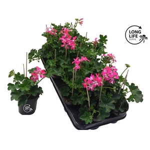 Pelargonium Peltatum 'Balkon Rose'