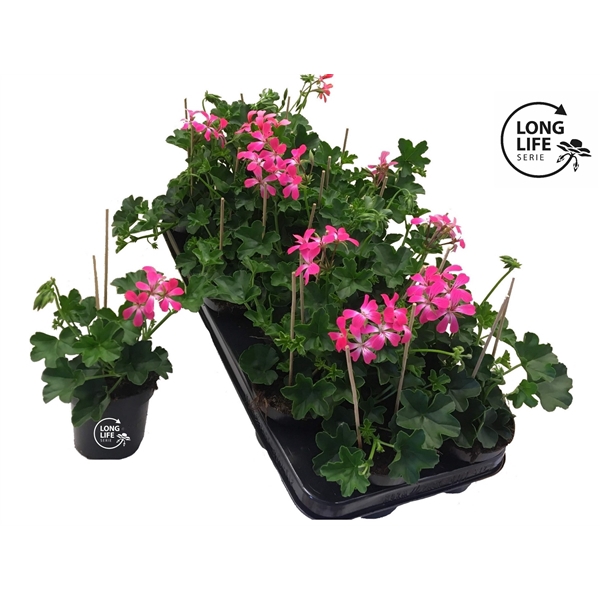 <h4>LongLife Peltatum Balkon Pink</h4>