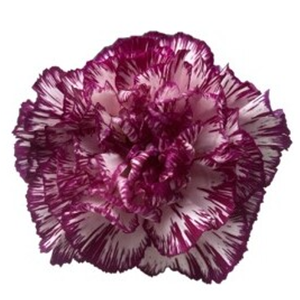 Di St Purple Komachi Bicolor 75cm CO