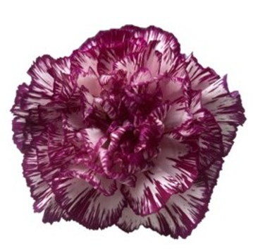 <h4>Di St Purple Komachi Bicolor 75cm CO</h4>