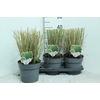 Miscanthus sinensis Gracillimus
