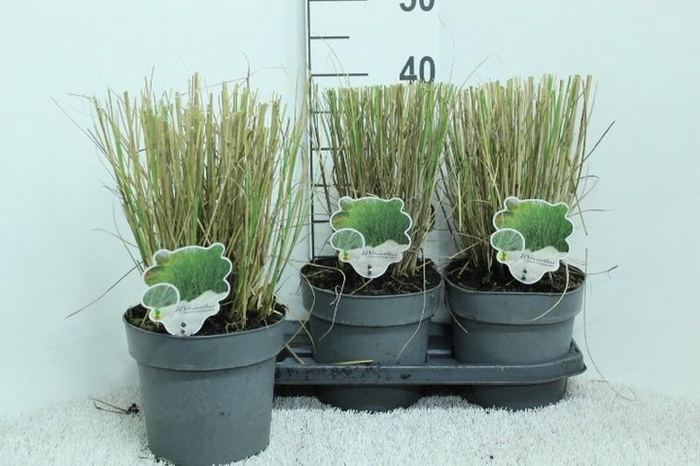 Miscanthus sinensis Gracillimus