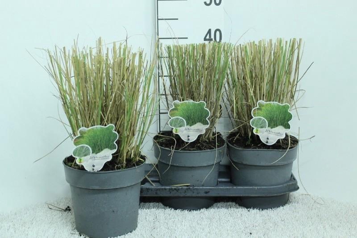 Miscanthus sinensis Gracillimus