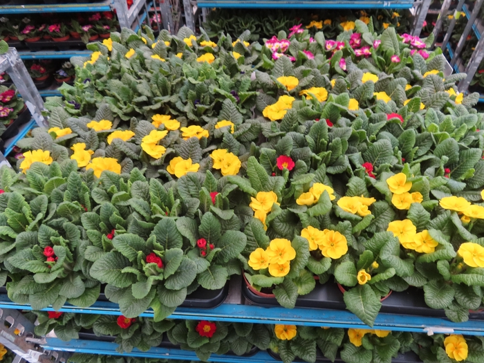 <h4>PRIM AC MIXK</h4>