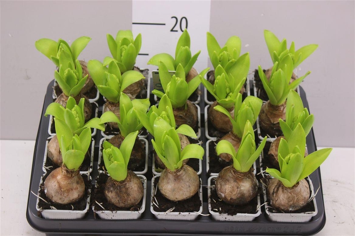 <h4>Hyacinthus White Pearl 1pp</h4>