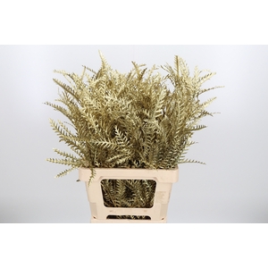 Grevilea Ivanhoe Kl Bh Goud