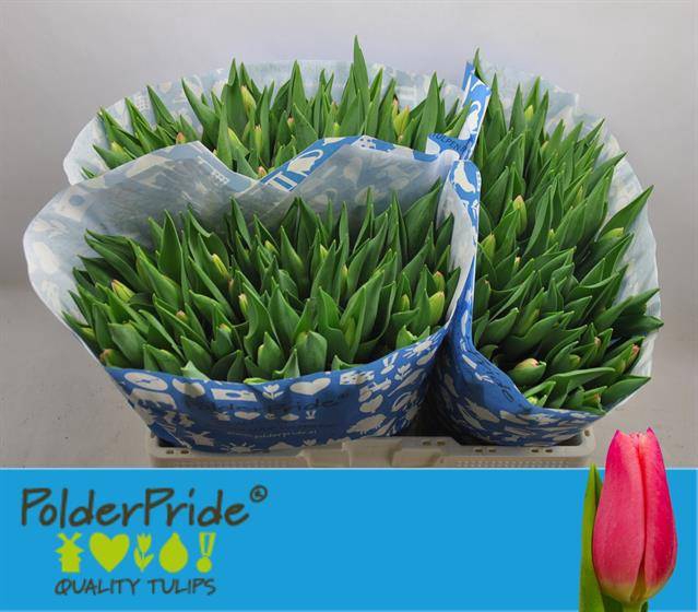 <h4>Tulipa si milkshake</h4>