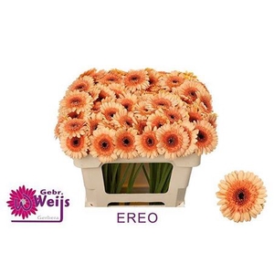 Gerbera mini Oreo