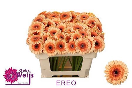<h4>Gerbera mini Oreo</h4>