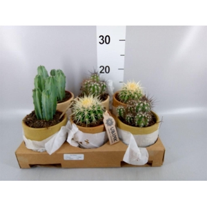 Cactus   ...mix