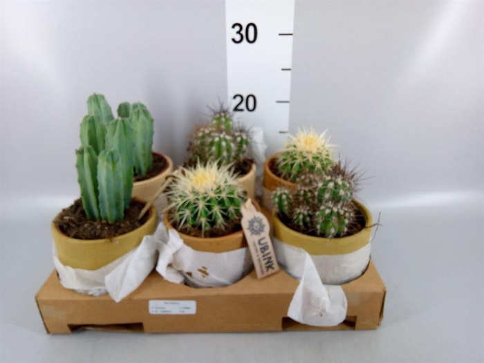 <h4>Cactus   ...mix</h4>