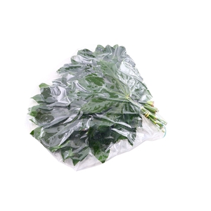 Aralia Small Mini Vacuum 20 Cm X5