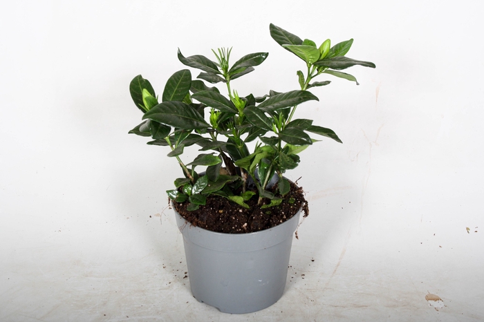 <h4>Gardenia Jasminoides</h4>